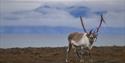 A Svalbard reindeer on the tundra looking towards the camera with a fjord and mountains in the background