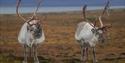 Two Svalbard reindeer standing next to each other on the tundra