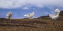 Four Svalbard rock ptarmigans walking around on the tundra