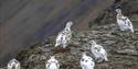 A group of Svalbard rock ptarmigans in a rocky field