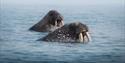 Two walruses sticking their heads up from the sea