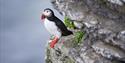 An Atlantic puffin sitting on a mountain ledge