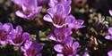 Close up photo of a cluster of purple flowers