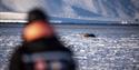 A guest in the foreground looking out across a fjord where a walrus is resting on one of many floating sheets of ice in the background