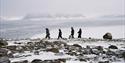 A guide in snowmobile equipment with a rifle showing three guests in snowmobile equipment around on foot in a rocky field with a fjord and distant mou