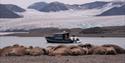 A walrus colony in the foreground with a boat floating in a bay and mountains in between a glacier in the background