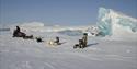 Dogs resting in front of a sled during a break