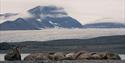 A walrus colony on a beach with a glacier and a mountain in the background