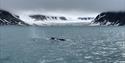 A whale breaching the surface of a fjord with a glacier in the background