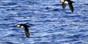 Two Puffins flying together above a fjord