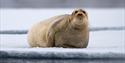 © Visit Svalbard