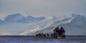 Dog sledding with a cart