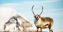 Reindeer posing in front of the camera