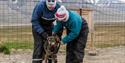 Guests putting a harness on a husky