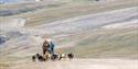 Dog sledding along a road