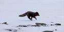 © Visit Svalbard