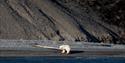En isbjørn på en steinete strand. Bildet er tatt på lang avstand med telezoom-objektiv.