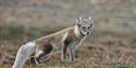 © Visit Svalbard