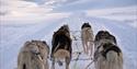 Team of sled-dogs running