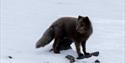 © Visit Svalbard