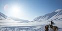 Dog sleds sledding through a valley