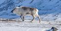 © Visit Svalbard