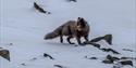 © Visit Svalbard