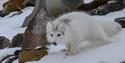 © Visit Svalbard