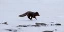 © Visit Svalbard