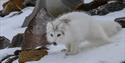 © Visit Svalbard