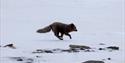 © Visit Svalbard