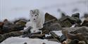 © Visit Svalbard