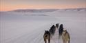 Sled dogs