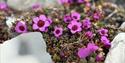 Purple flowers at Svalbard