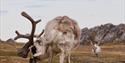 Two large raindeer at Svalbard