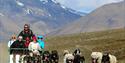 Dogs pulling a cart with guests on a gravelroad