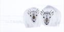 Two Svalbard reindeer looking towards the camera, photo taken using a telephoto lens