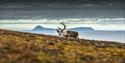 A Svalbard reindeer with large antlers walking up a lush hill with a fjord and mountains in the background