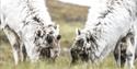 Two Svalbard reindeer grassing next to each other