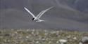 An Arctic tern flying over a tundra landscape