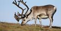 © Visit Svalbard