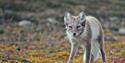 © Visit Svalbard