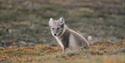 © Visit Svalbard