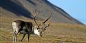 © Visit Svalbard