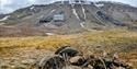 © Visit Svalbard