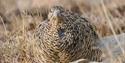 grouse sitting in the terrain at Svalbard