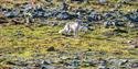 © Visit Svalbard