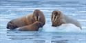 © Visit Svalbard