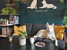 A husky resting in a sofa behind a table with a cup of tea, coffee, a plate with cake and a plant on it.
