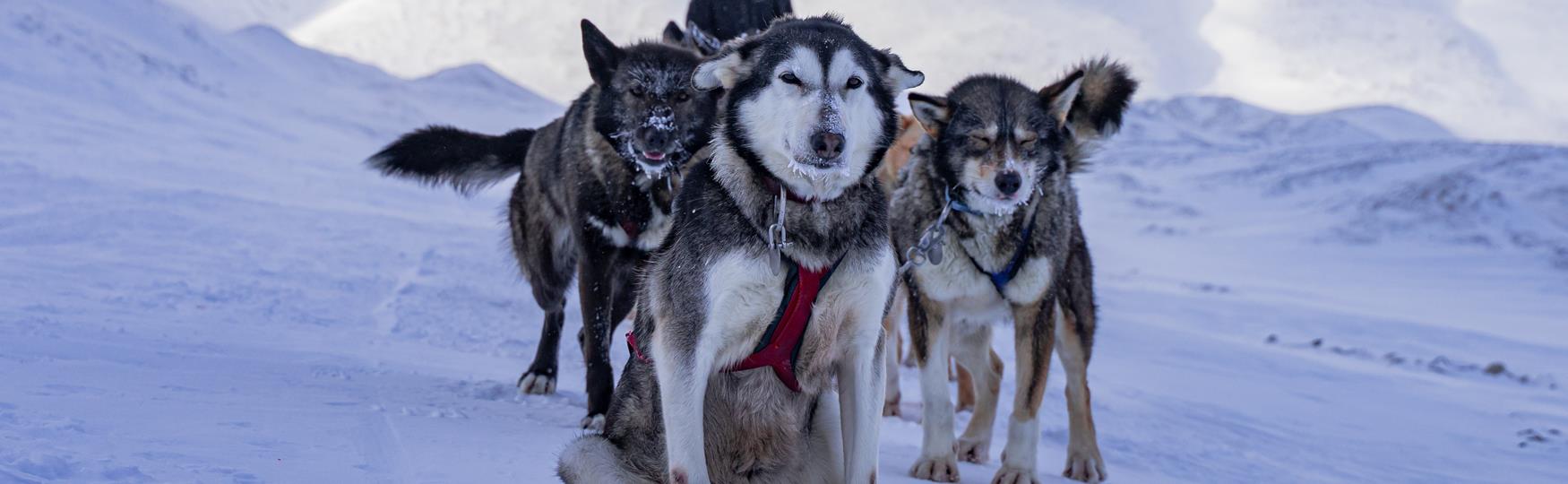 Three dogs in front of a dog sled